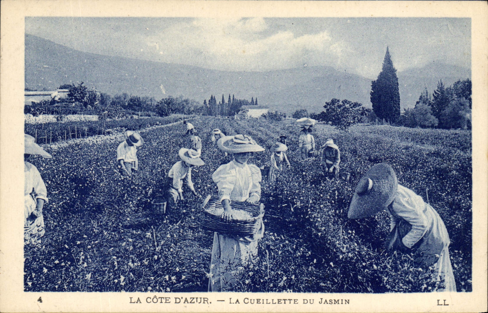 CPA Cueillette du jasmin Cote d'Azur 