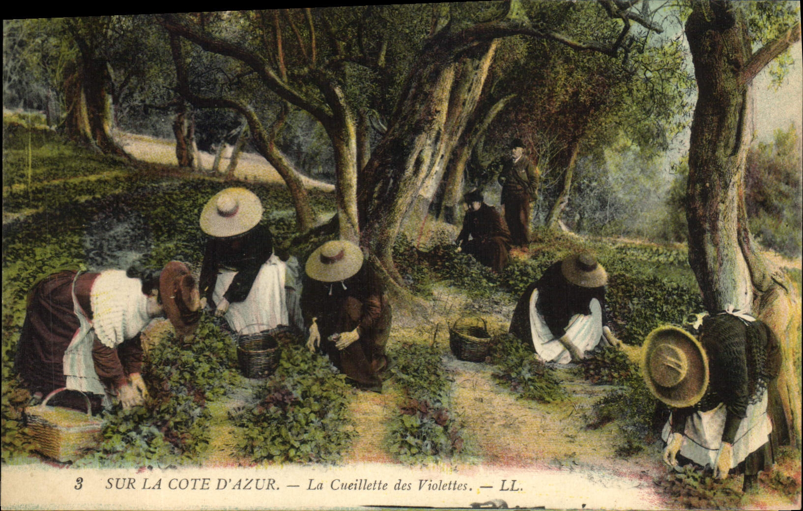 CPA Cueillette des violettes Cote d'Azur 