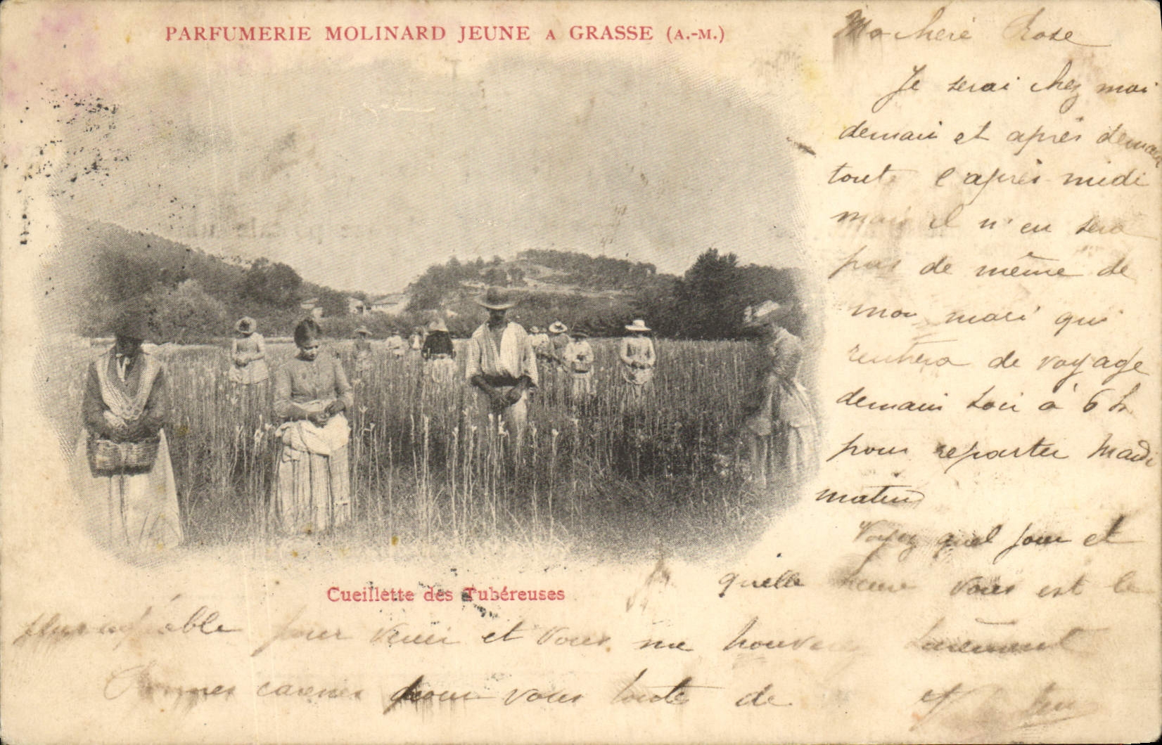 CPA Cueillette des Tubereuses Parfurmerie Molinard Jeune a Grasse