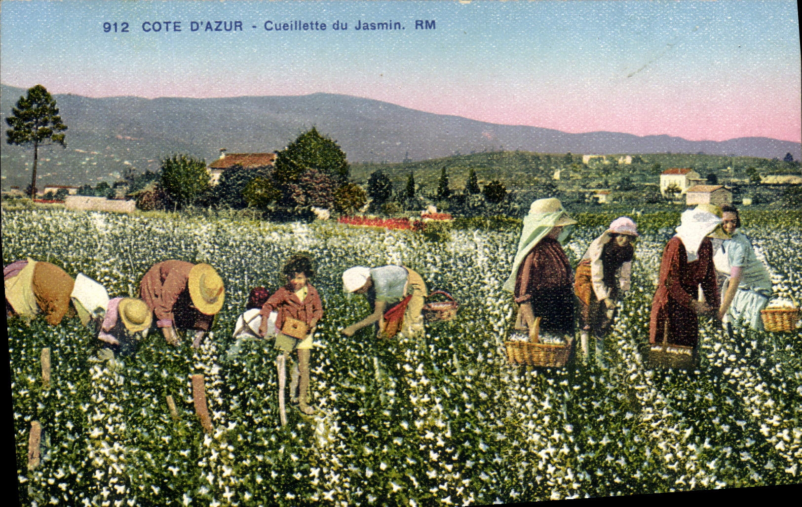 CPA Cueillette du jasmin Cote d'Azur 