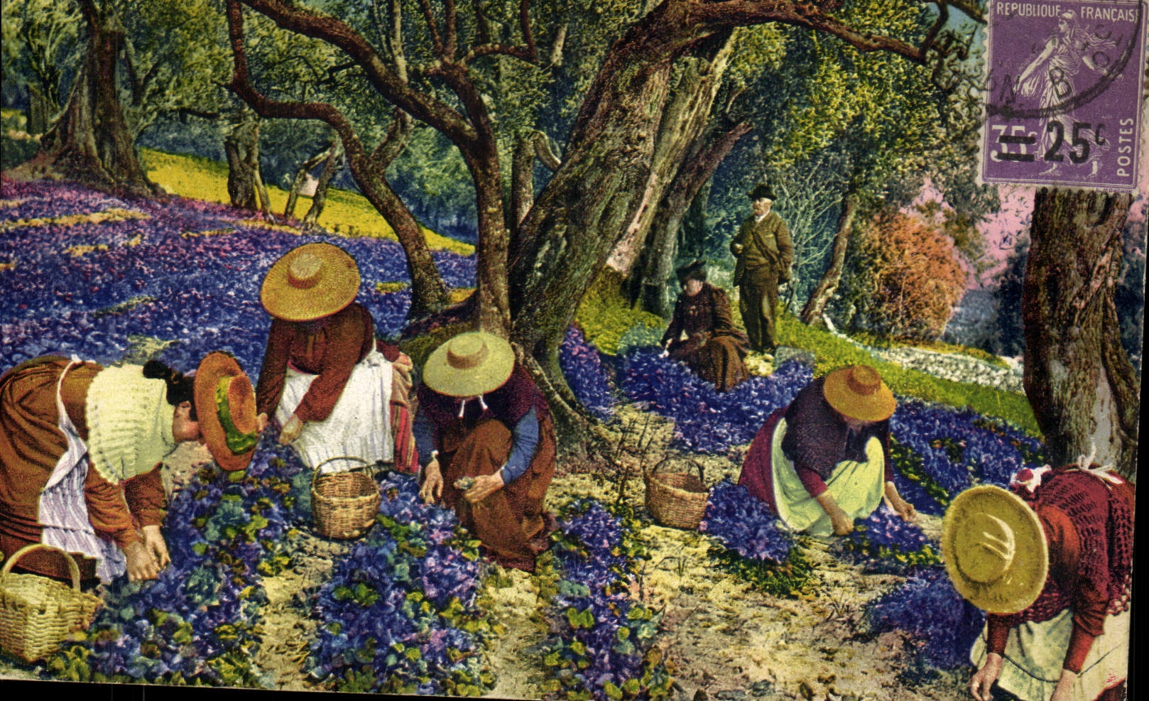 CPA Cueillette des violettes Cote d'Azur 