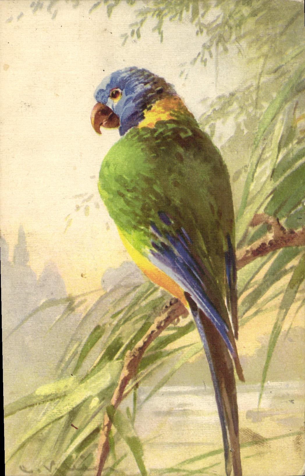 Vintage Postcard Fantasy Bird Parrot