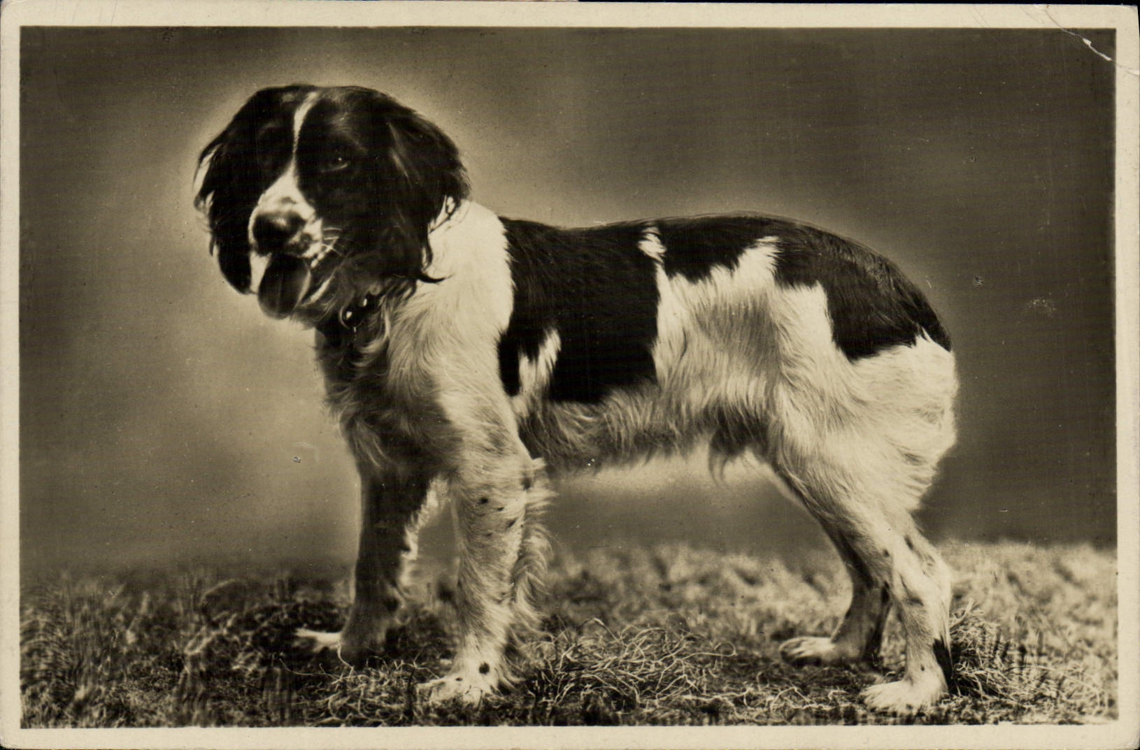CPA Chien Chiens 