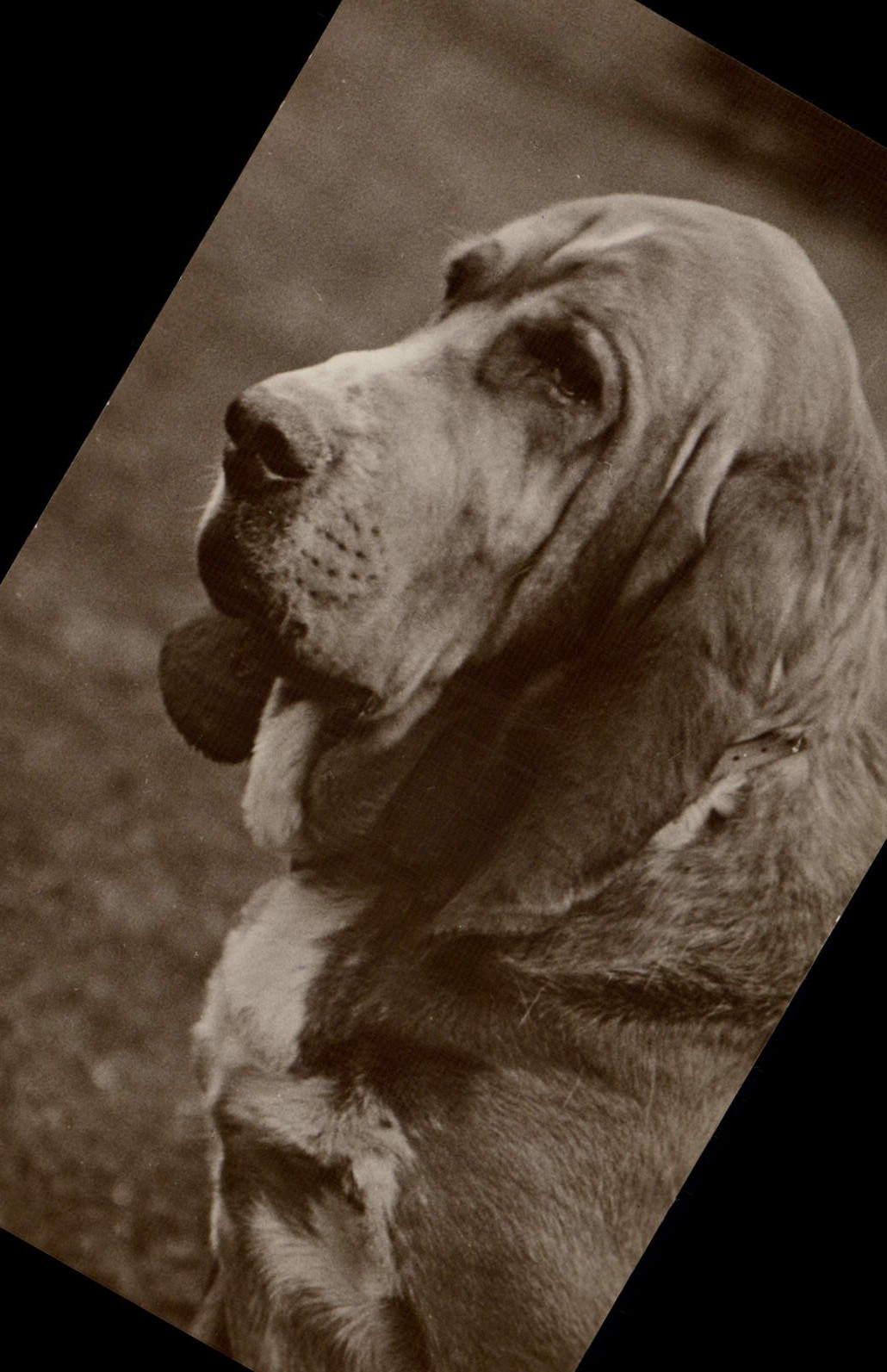 CPA Chien Chiens 