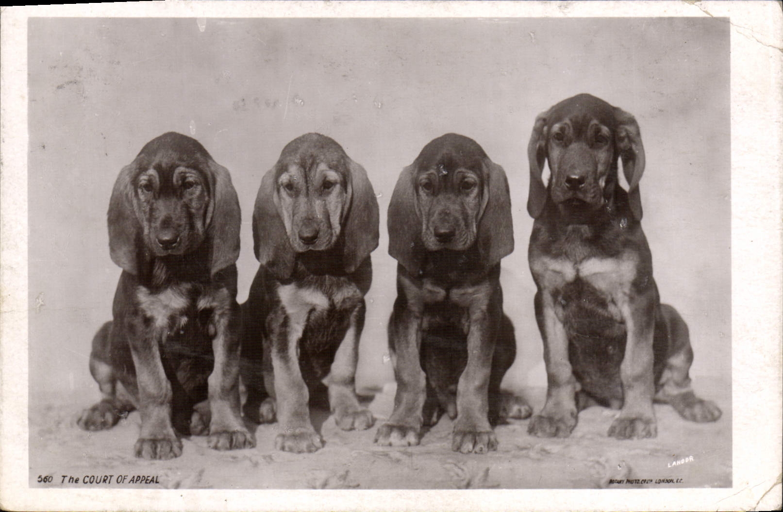 CPA Chien Chiens 