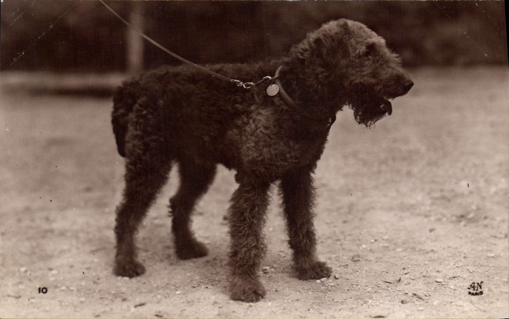CPA Chien Chiens 