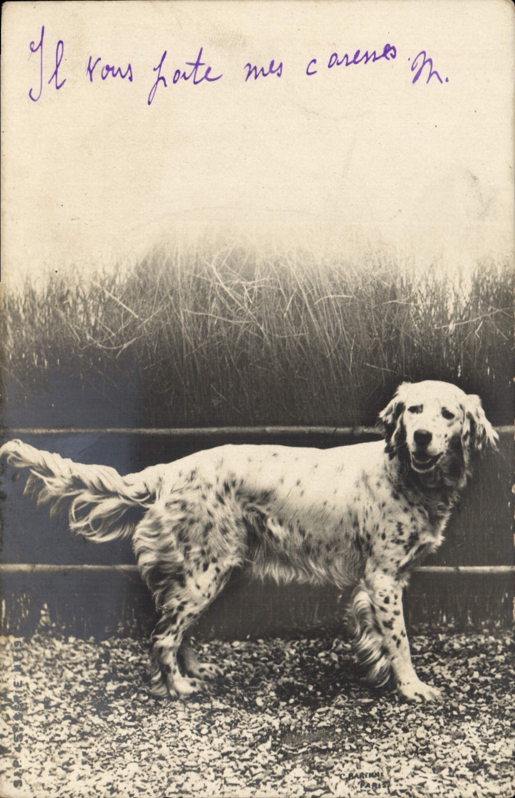 CPA Chien Chiens 