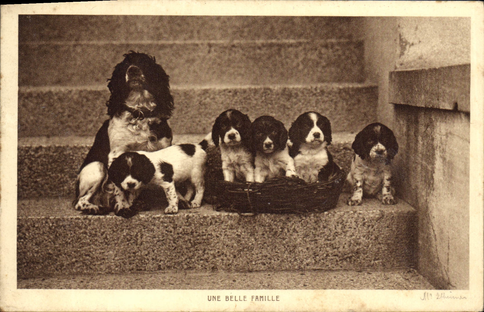 CPA Chien Chiens Une belle famille 