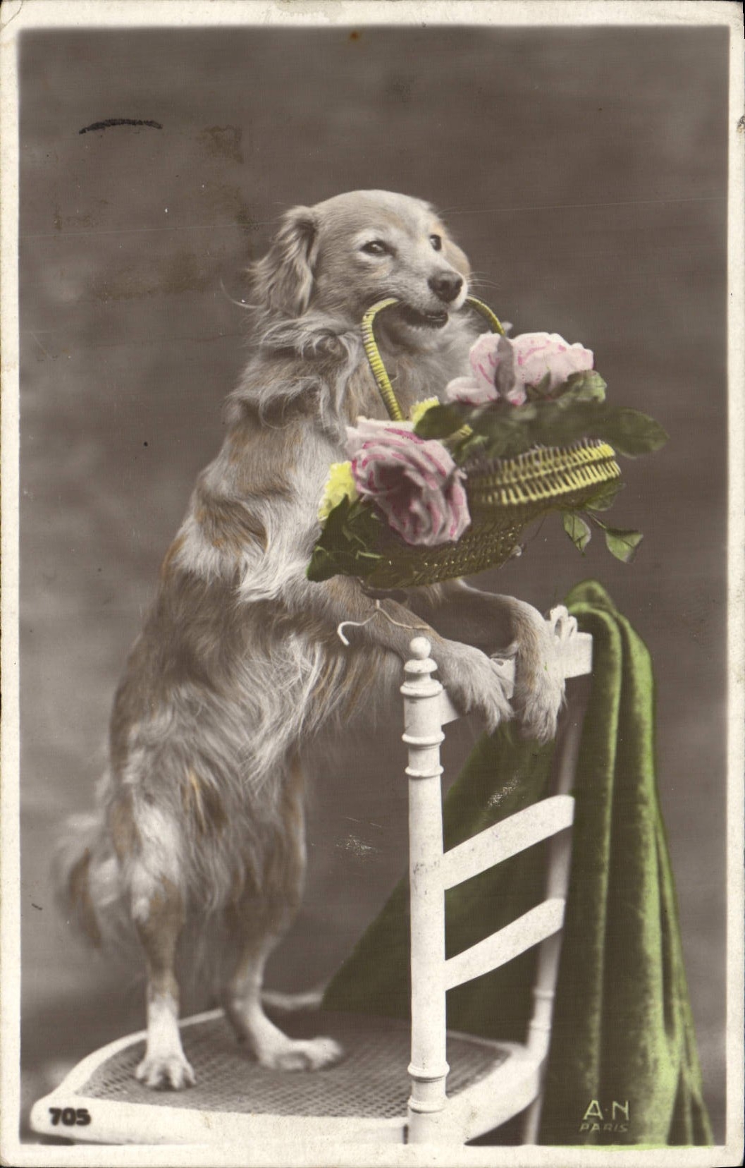 CPA Chien Chiens 