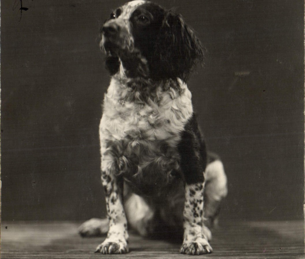 CPA Chien Chiens 