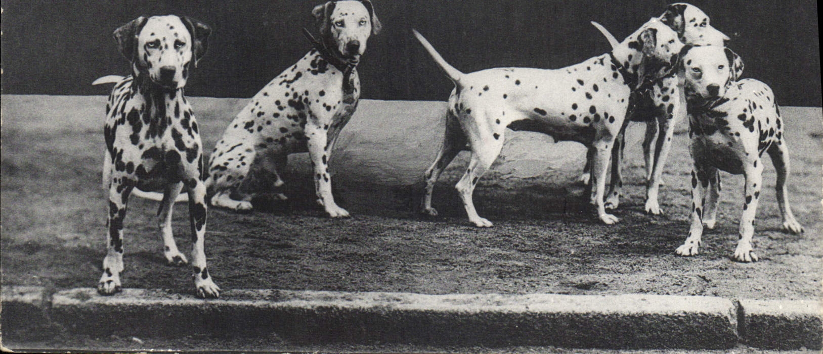 Vintage Postcard Dog Dogs Dalmatians