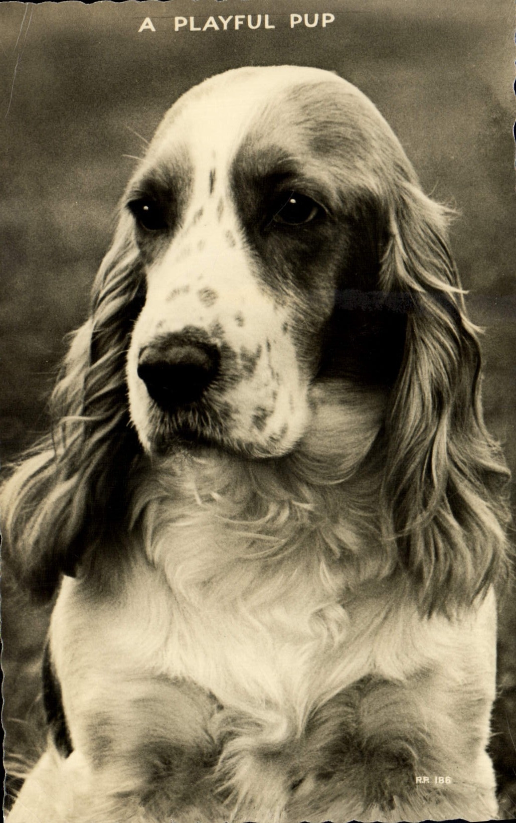 Vintage Postcard Dog Dogs A playful pup