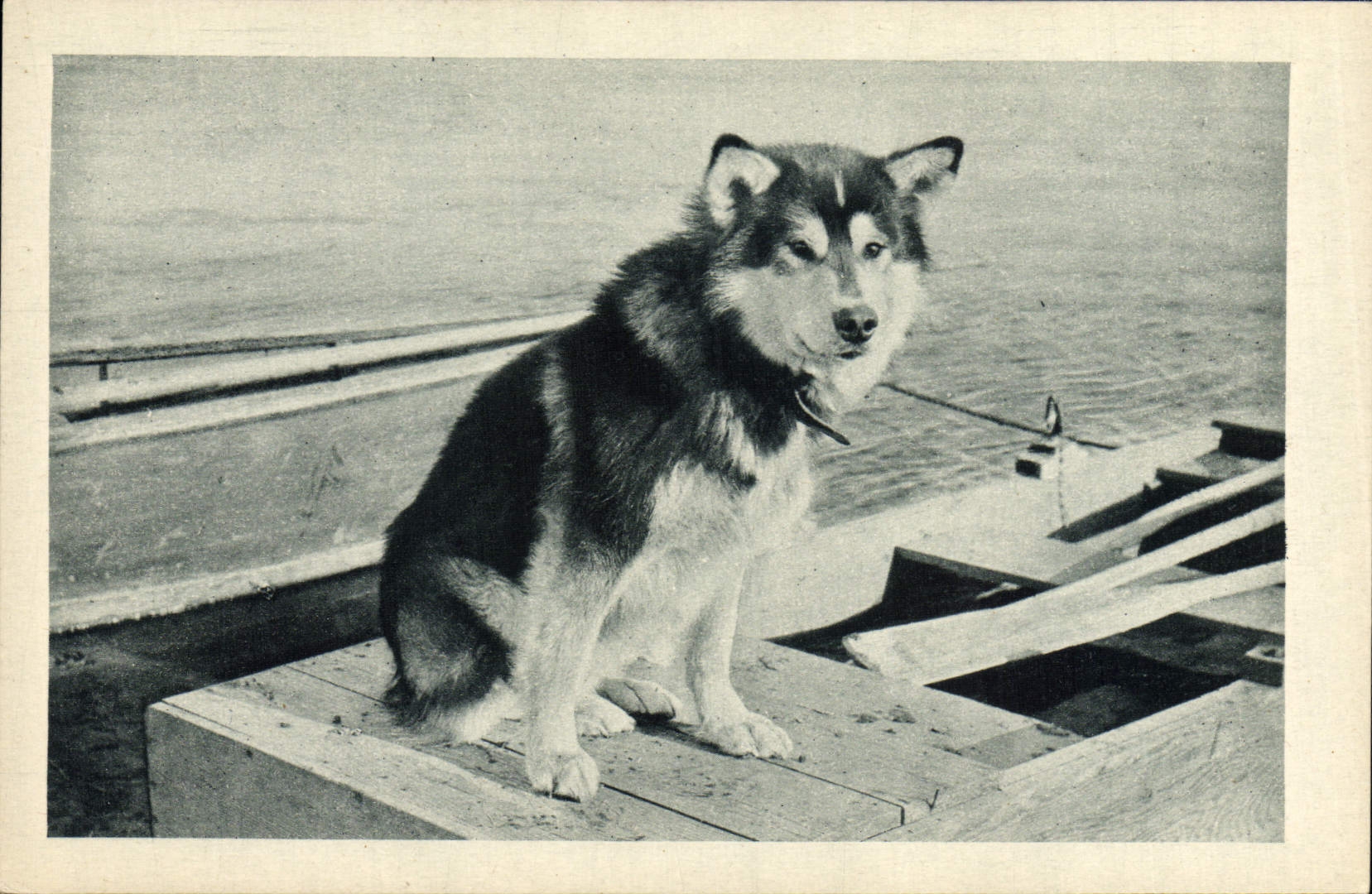 Postal Perro Perros Spat el perro de cabeza de la fijación de Mary' s Iglú Alaska