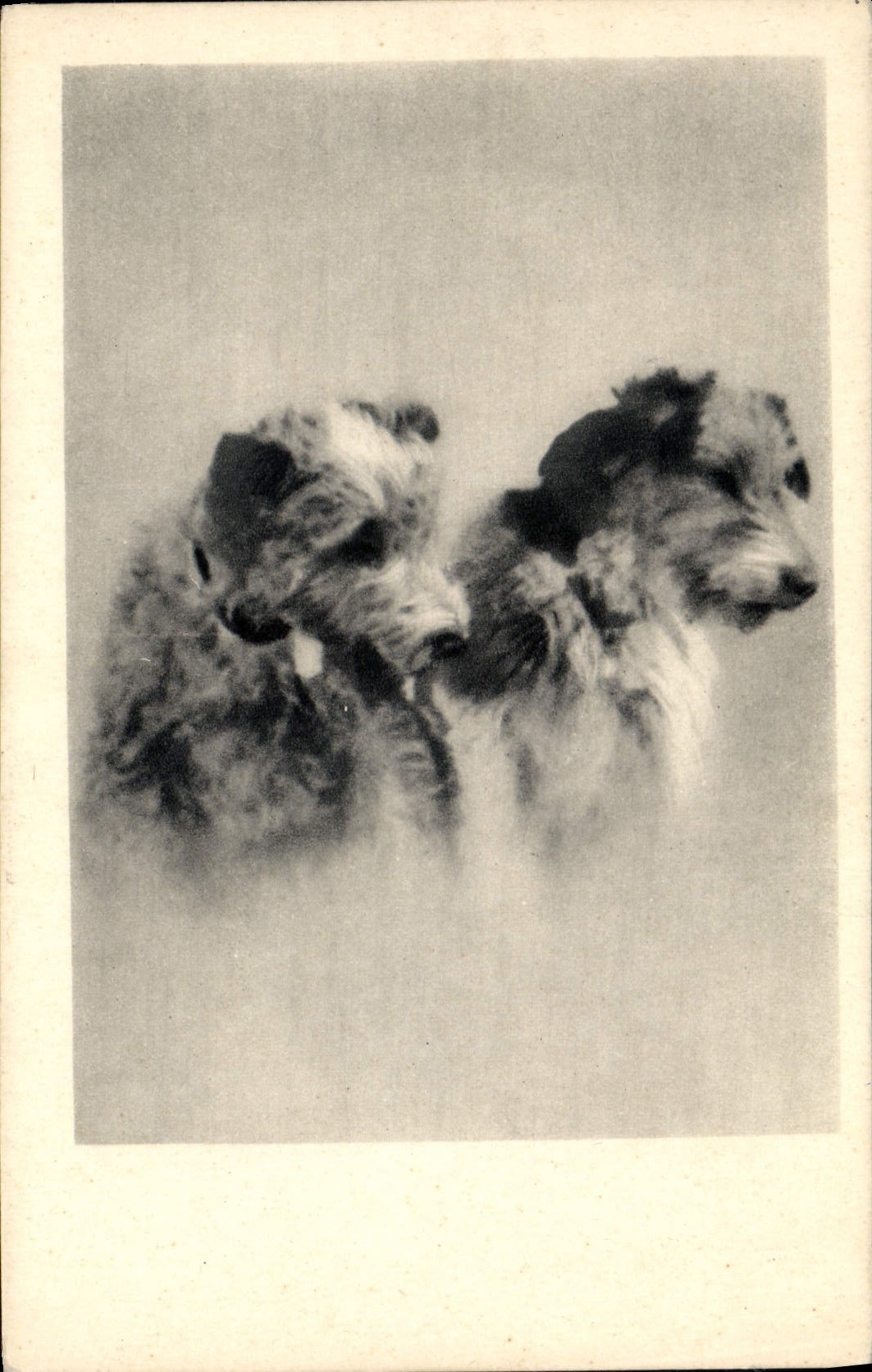 CPA Chien Chiens 