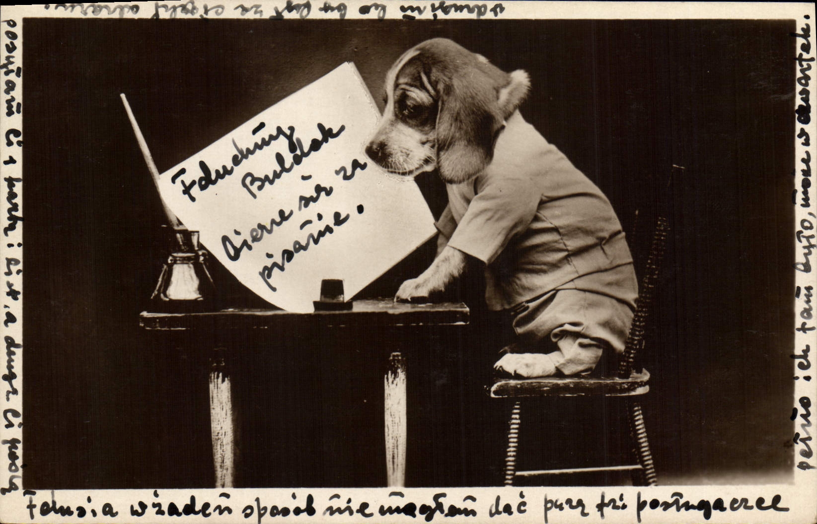 CPA Chien Chiens 