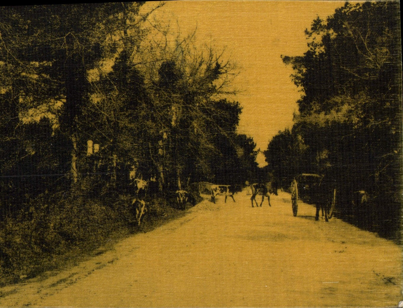 Vintage Postcard Cows (silk chart)