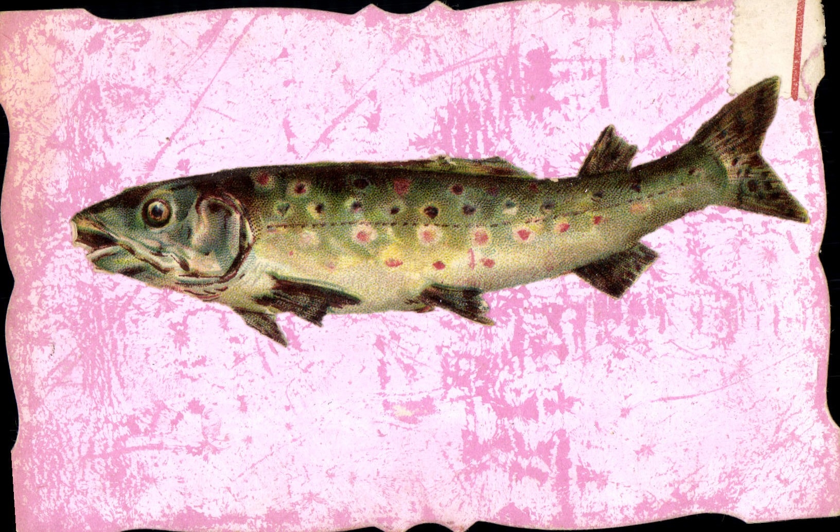 CPA Fantaisie Poisson Poisson 