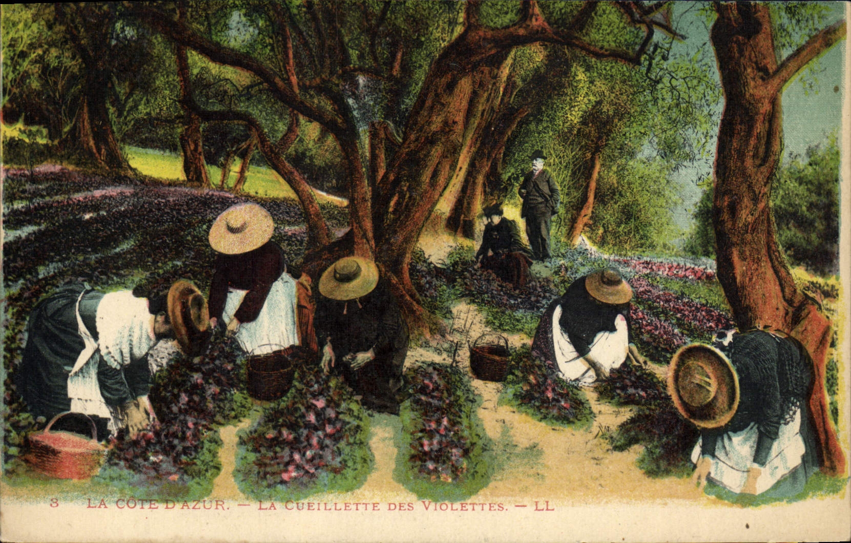 CPA Cueillette des violettes Cote d'Azur