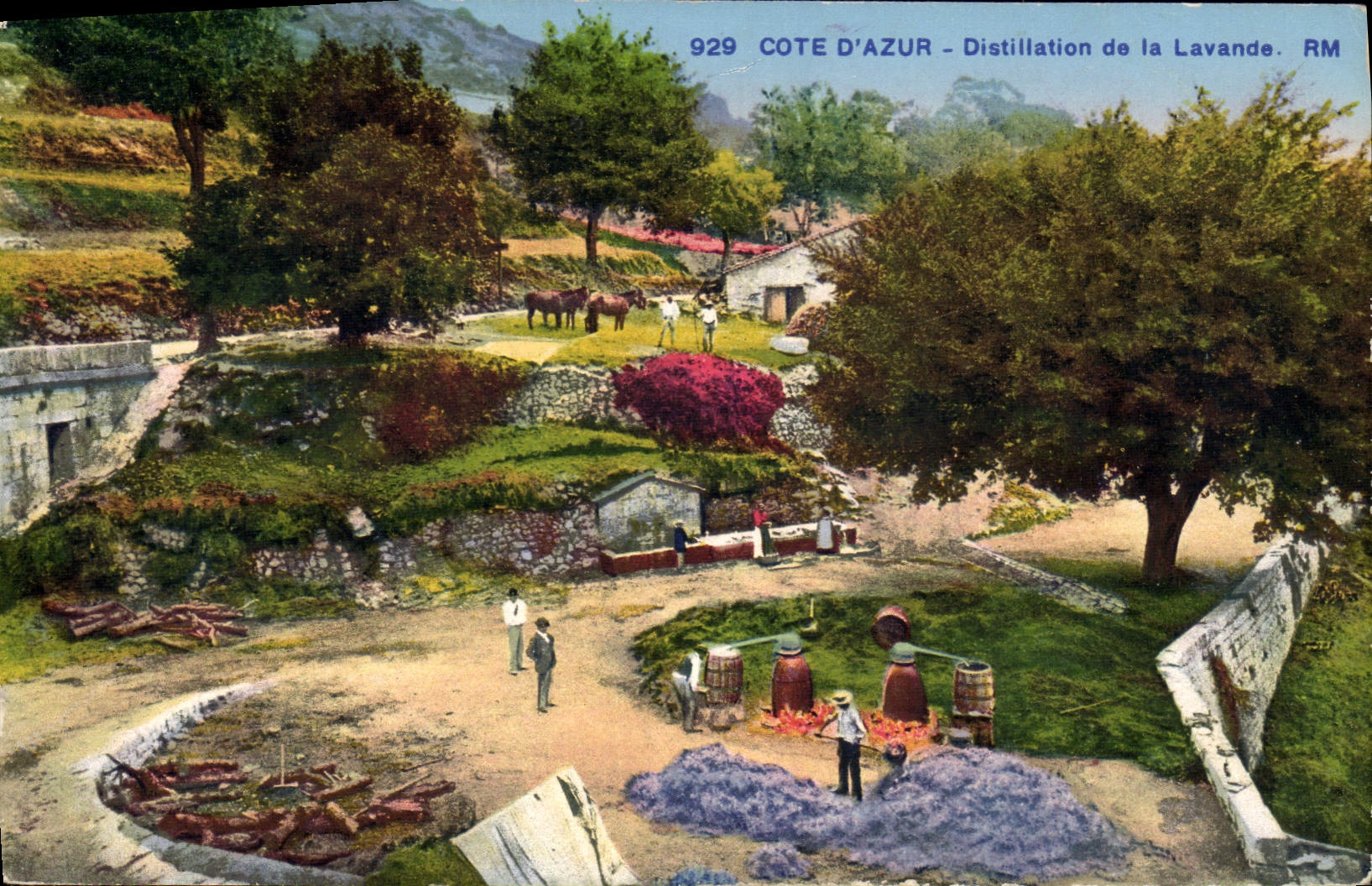 Vintage Postcard Cueillette Distillation of the lavender Dimensions Azure