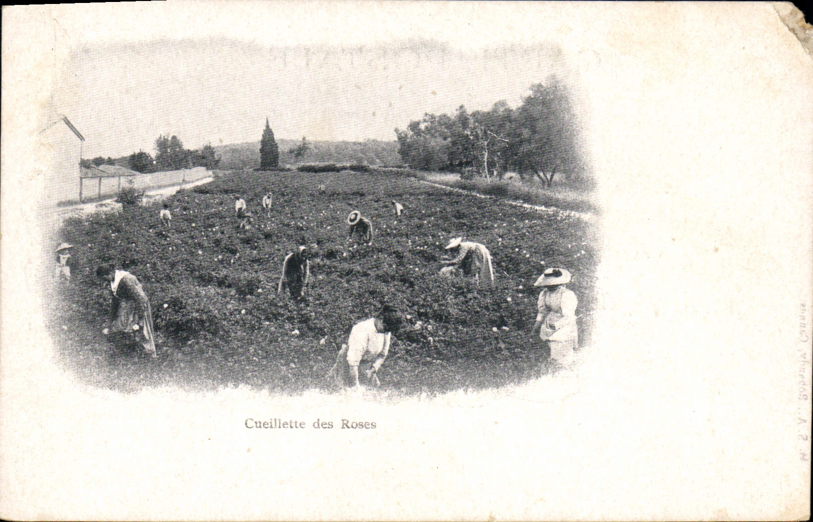 CPA Cueillette des roses