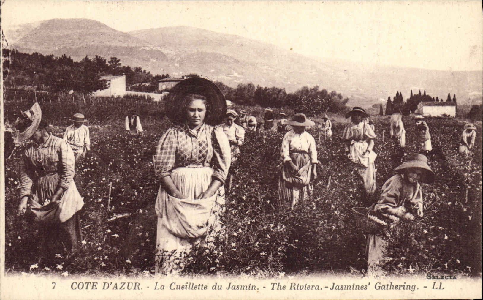 CPA Cueillette du jasmin Cote d'Azur