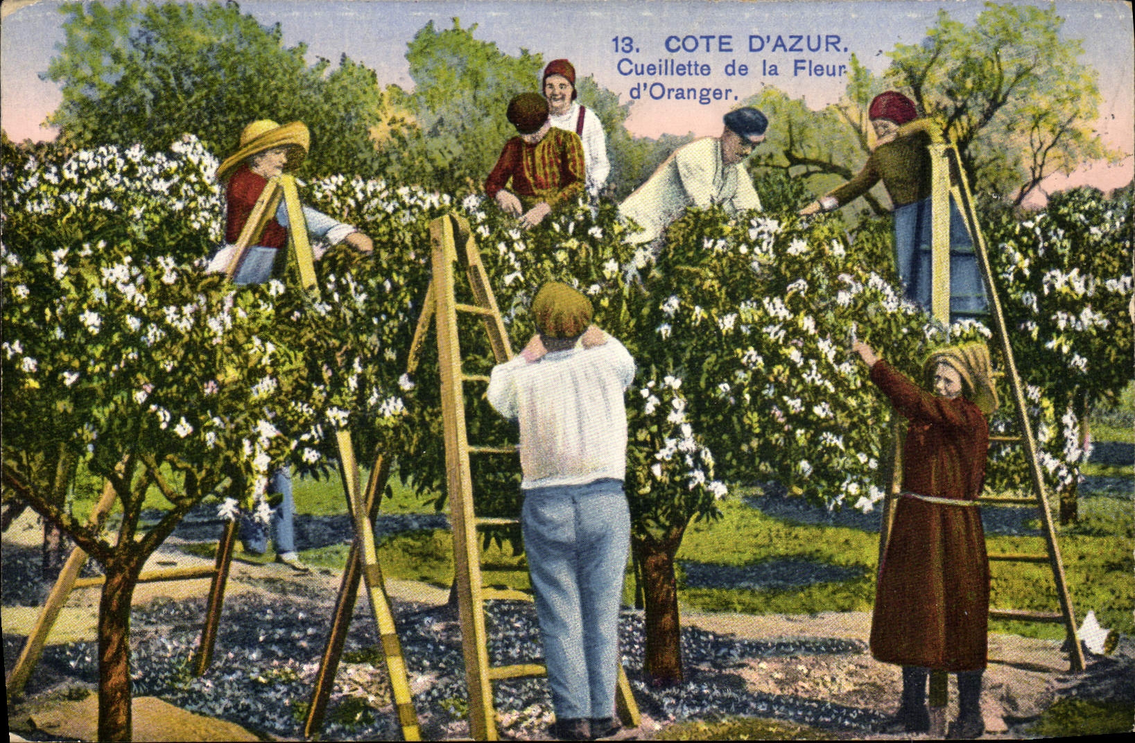 CPA Cueillette de la fleur d'oranger Cote d'Azur