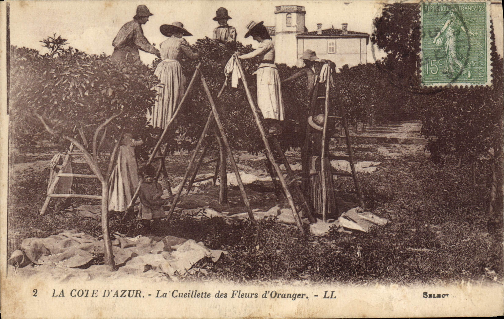 CPA Cueillette des fleurs d'oranger Cote d'Azur