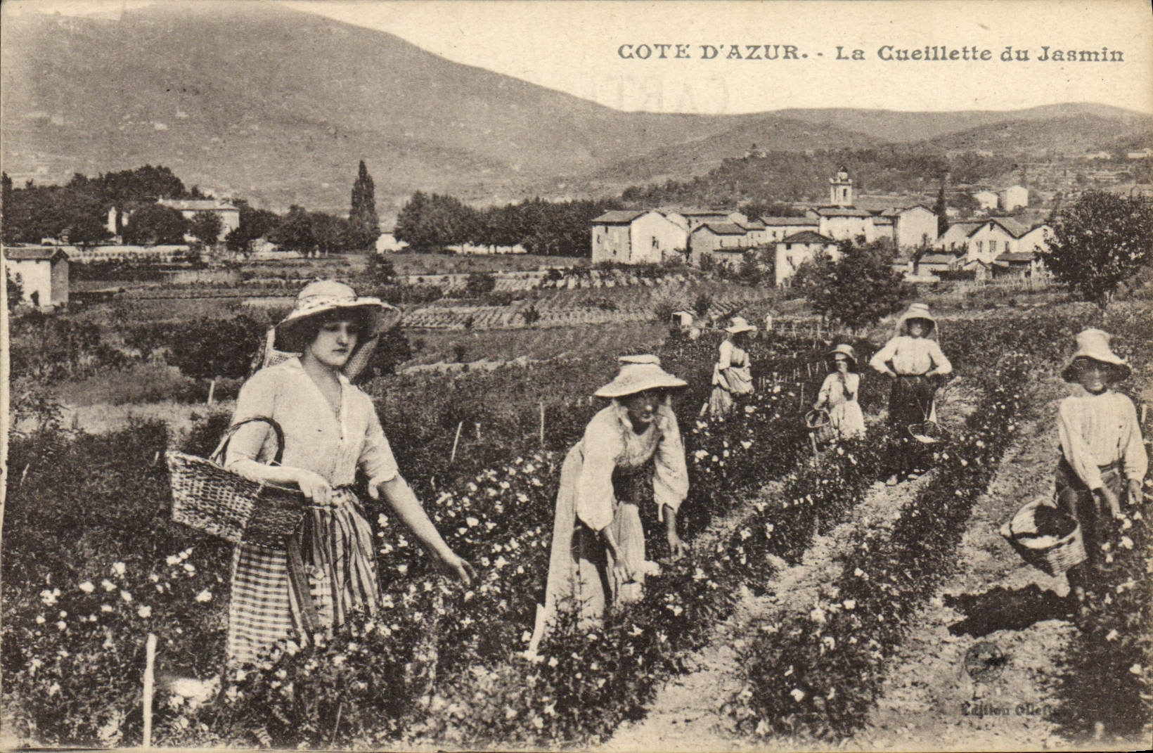 CPA Cueillette du jasmin Cote d'Azur