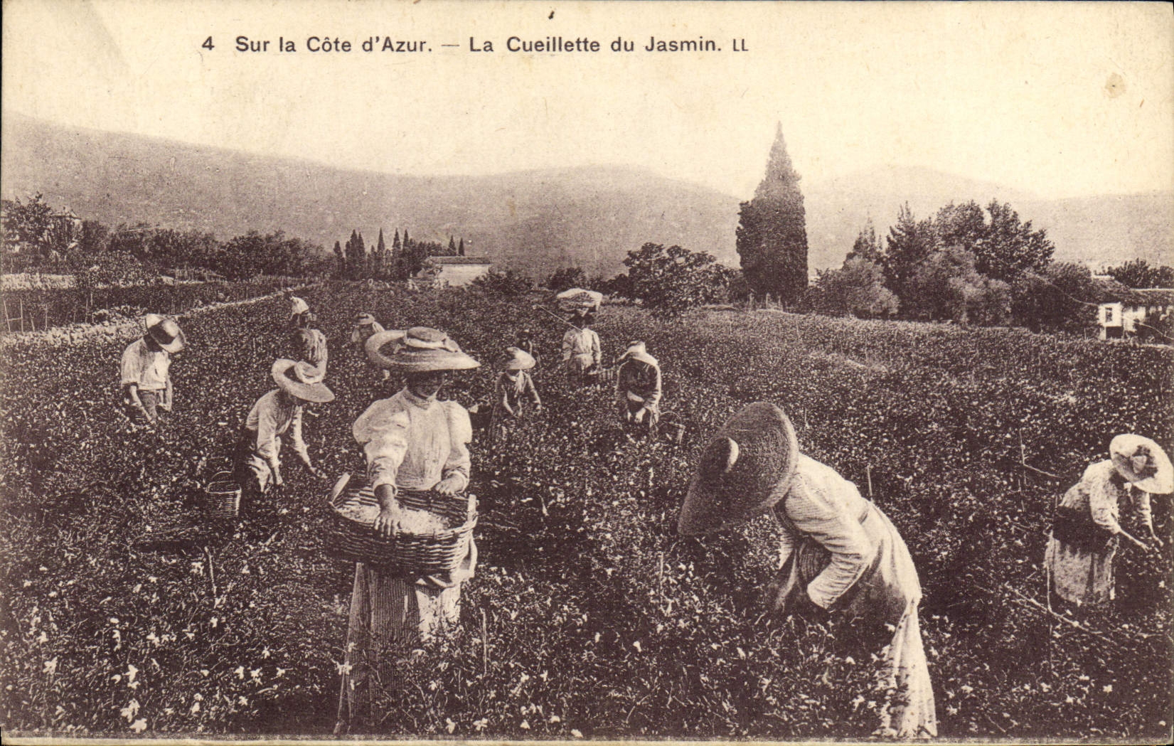CPA Cueillette du jasmin Cote d'Azur