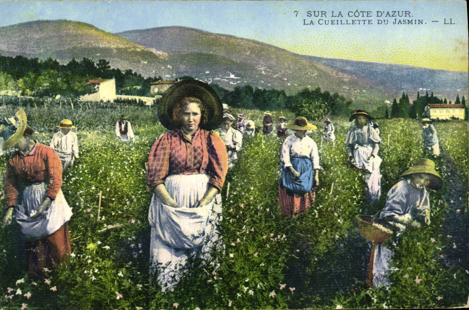 CPA Cueillette du jasmin Cote d'Azur