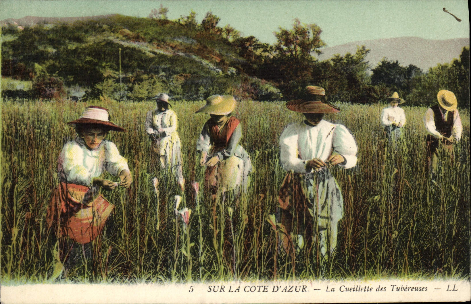 CPA Cueillette des Tubereuses Cote d'Azur