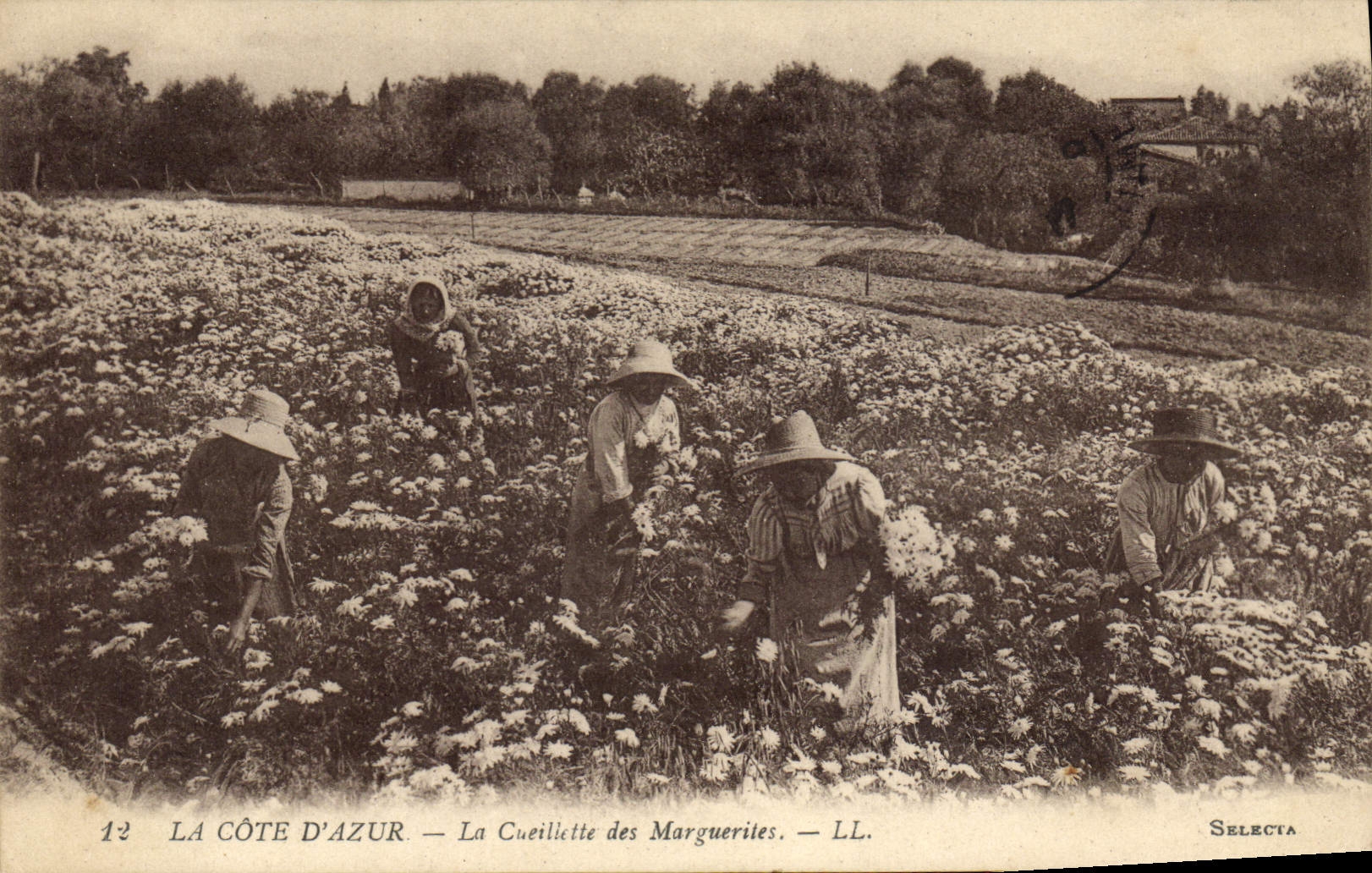 CPA Cueillette des marguerites Cote d'Azur