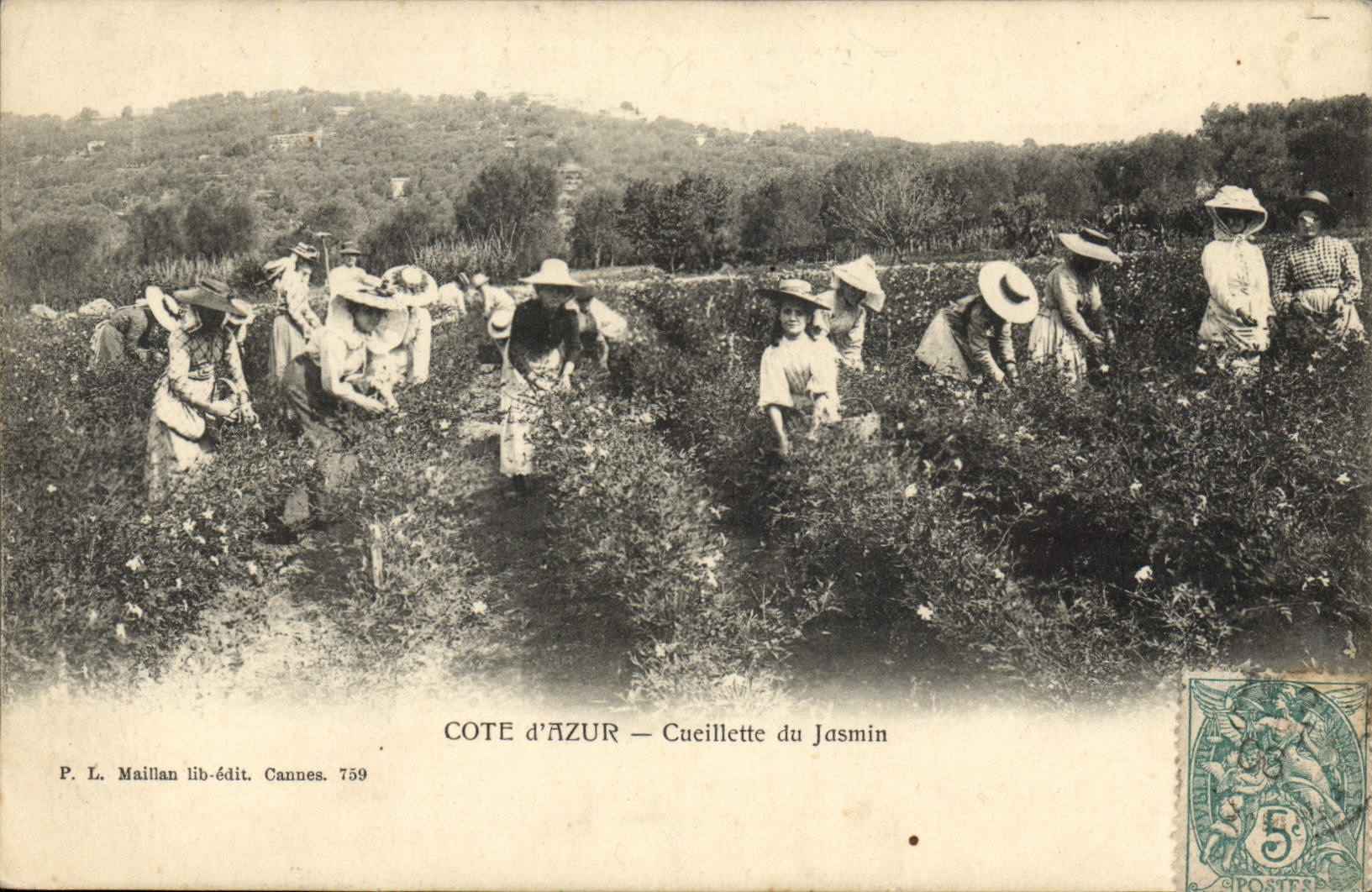 CPA Cueillette du jasmin Cote d'Azur