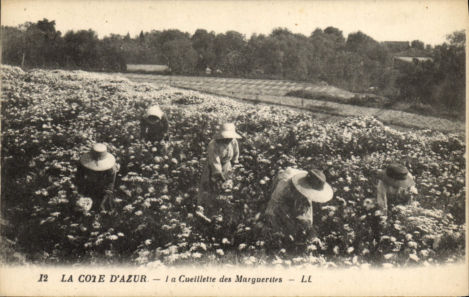 CPA Cueillette des marguerites Cote d'Azur