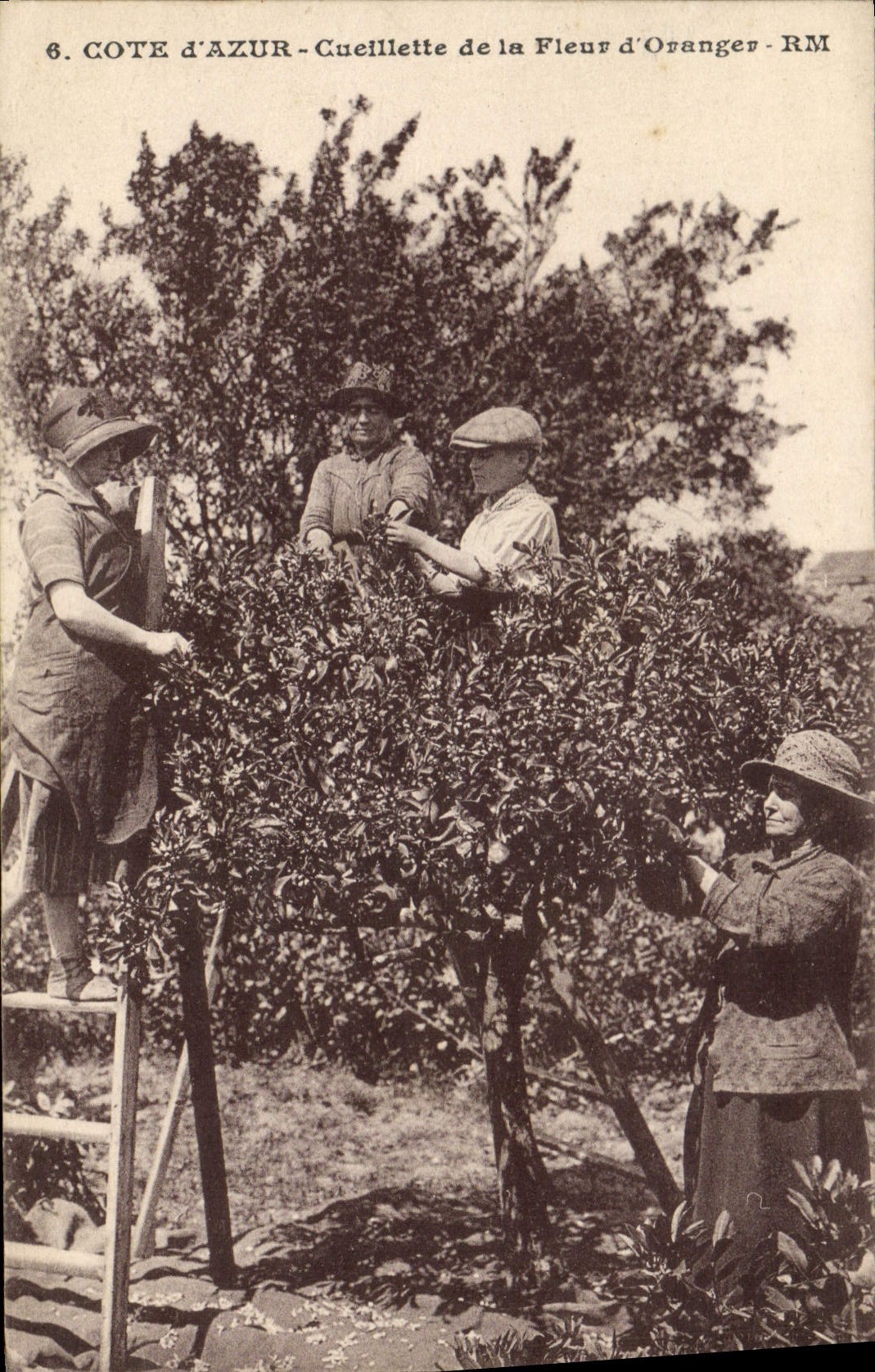 CPA Cueillette de la fleur d'oranger Cote d'Azur