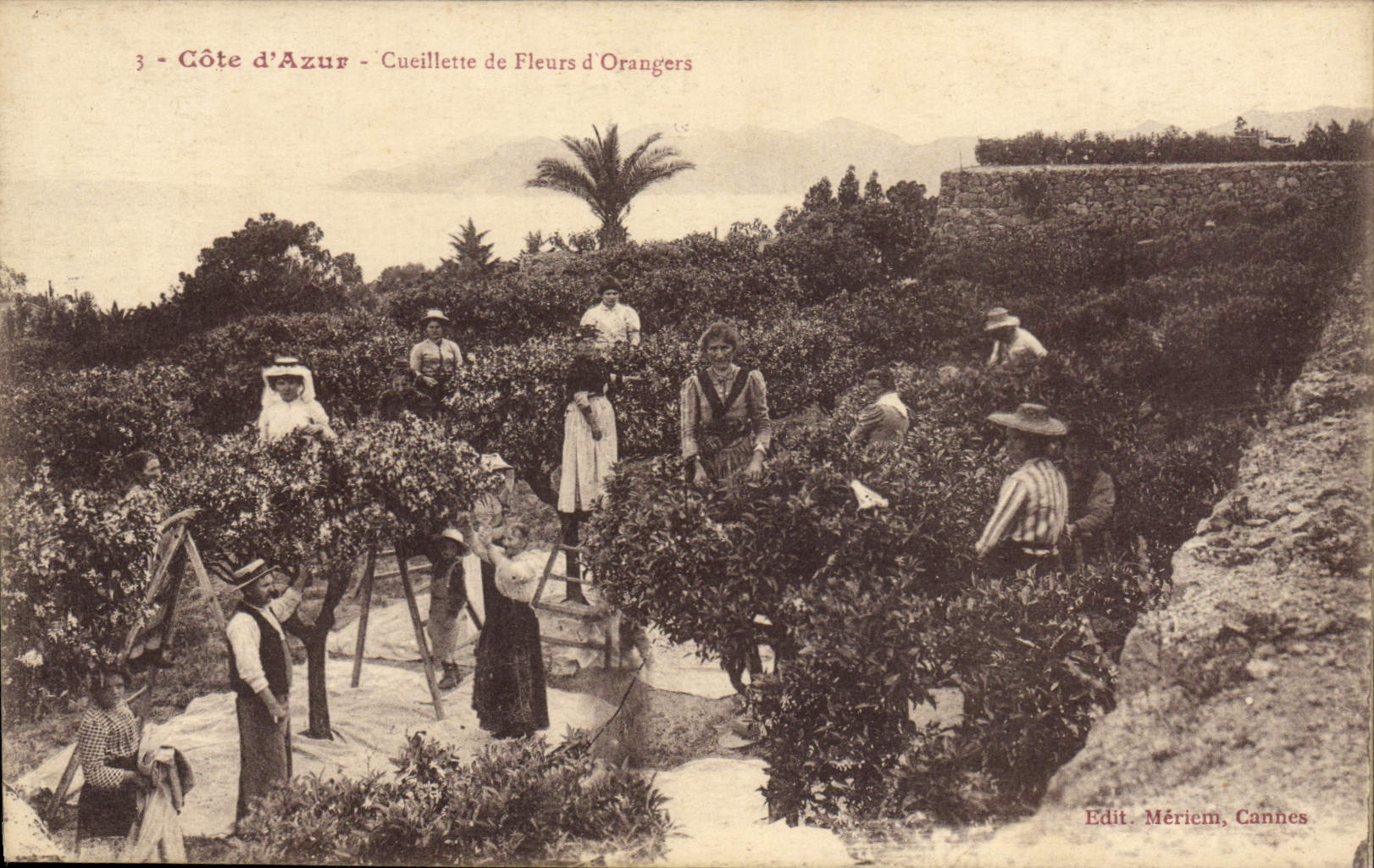 Vintage Postcard Cueillette of flowers of orange trees Dimensions Azure