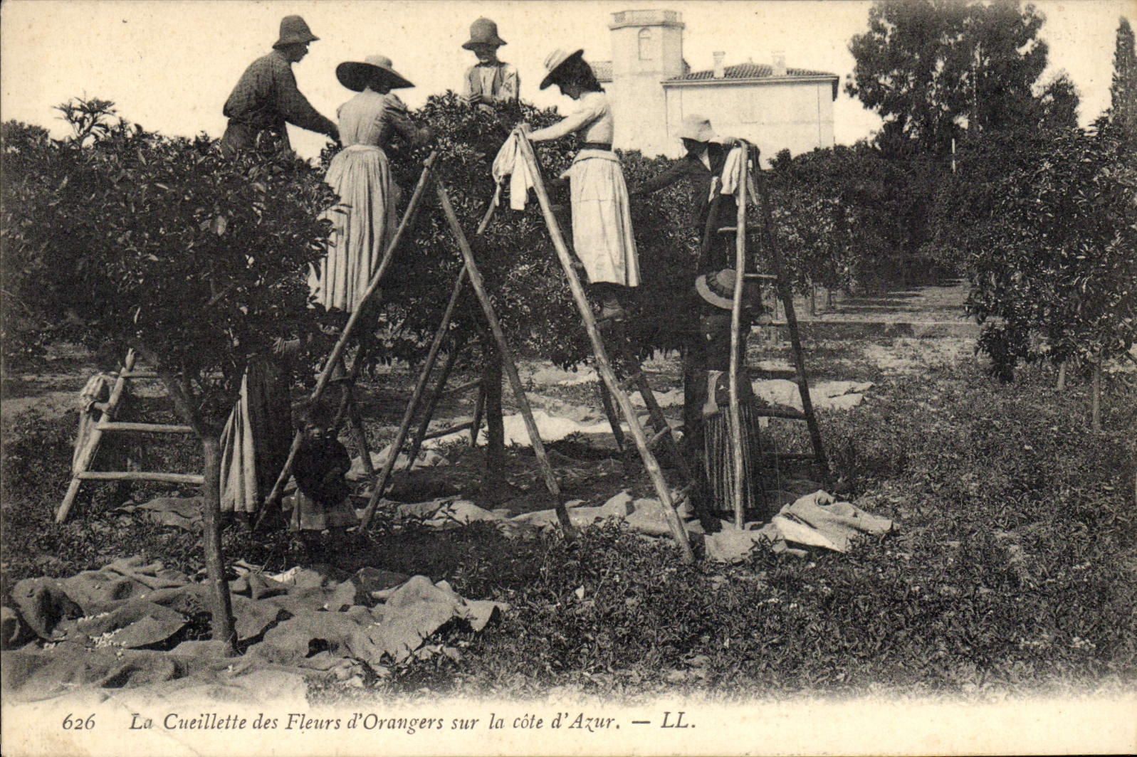 CPA Cueillette des fleurs d'orangers sur la Cote d'Azur