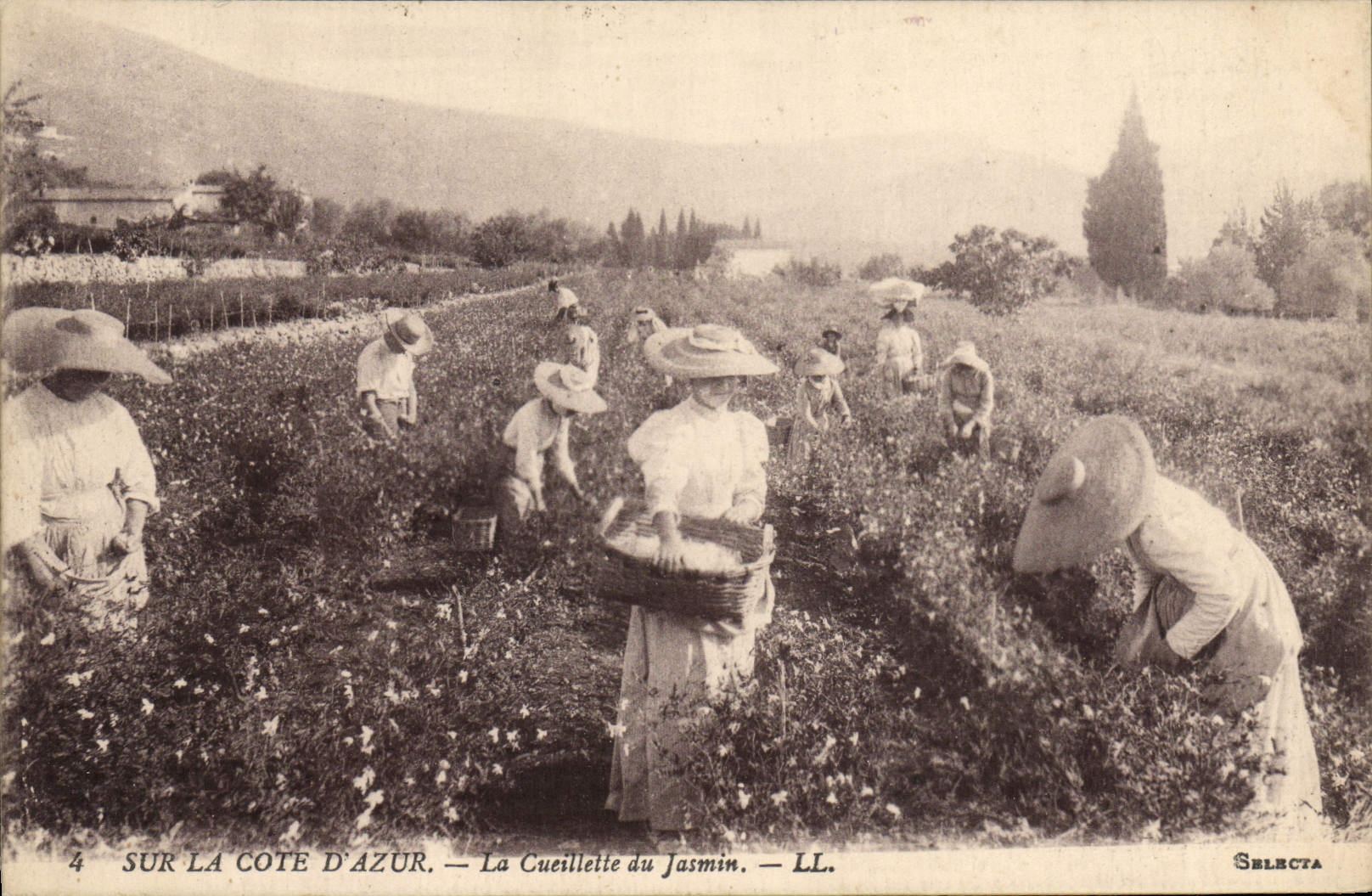CPA Cueillette du jasmin Cote d'Azur