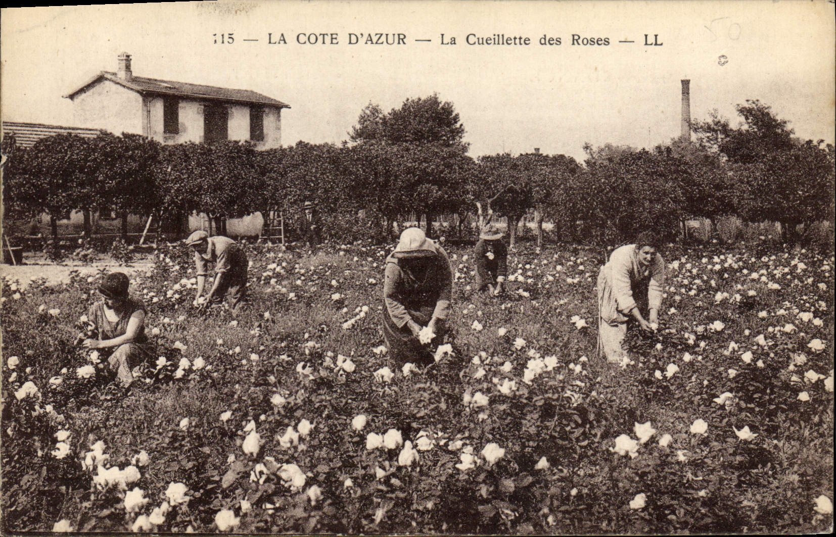 CPA Cueillette des roses Cote d'Azur