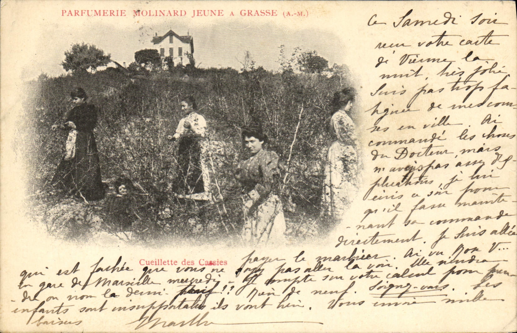 Vintage Postcard Cueillette of Cassies Parfumerie Molinard Jeune has Grasse
