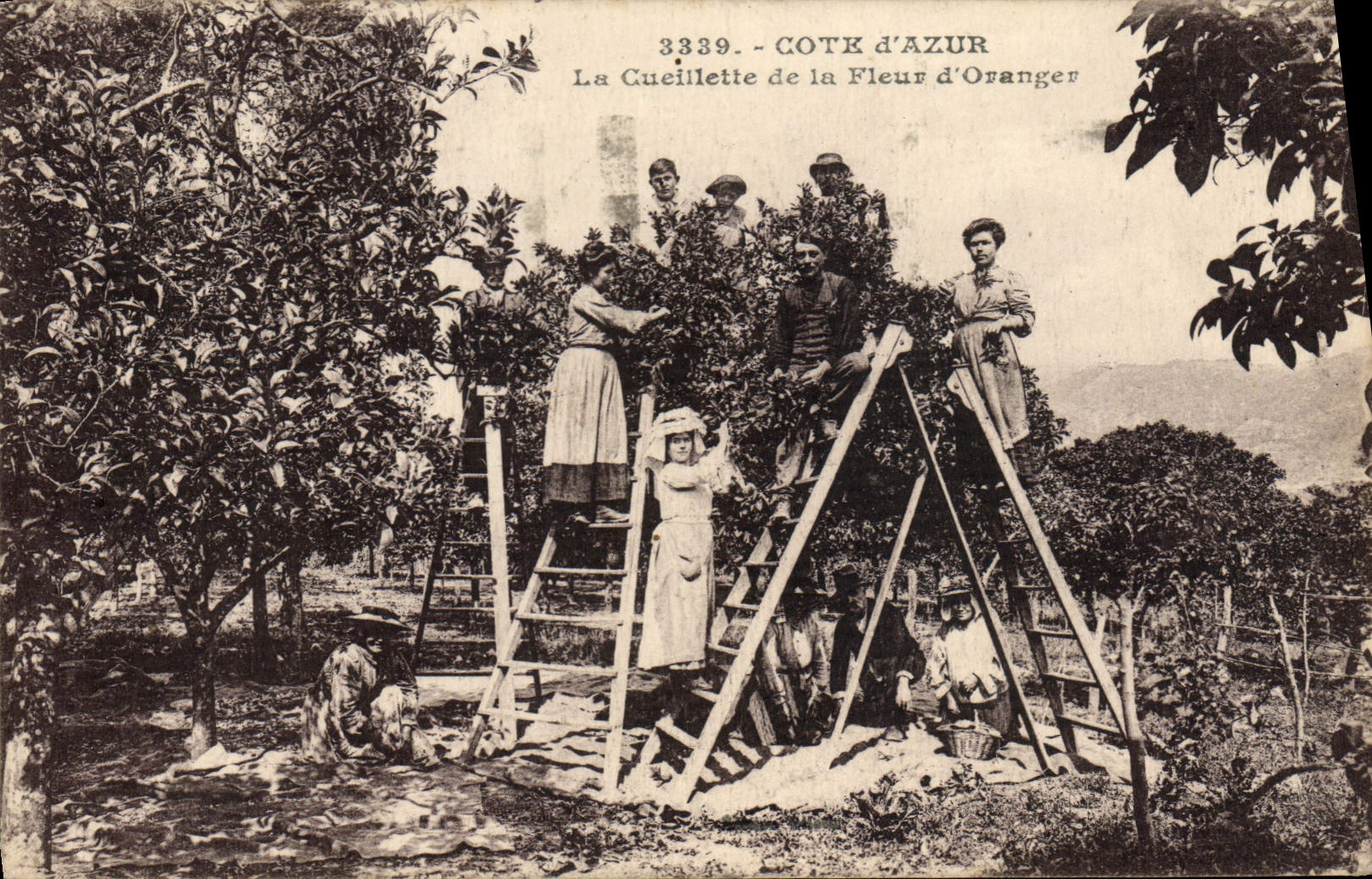 CPA Cueillette de la fleur d'oranger Cote d'Azur