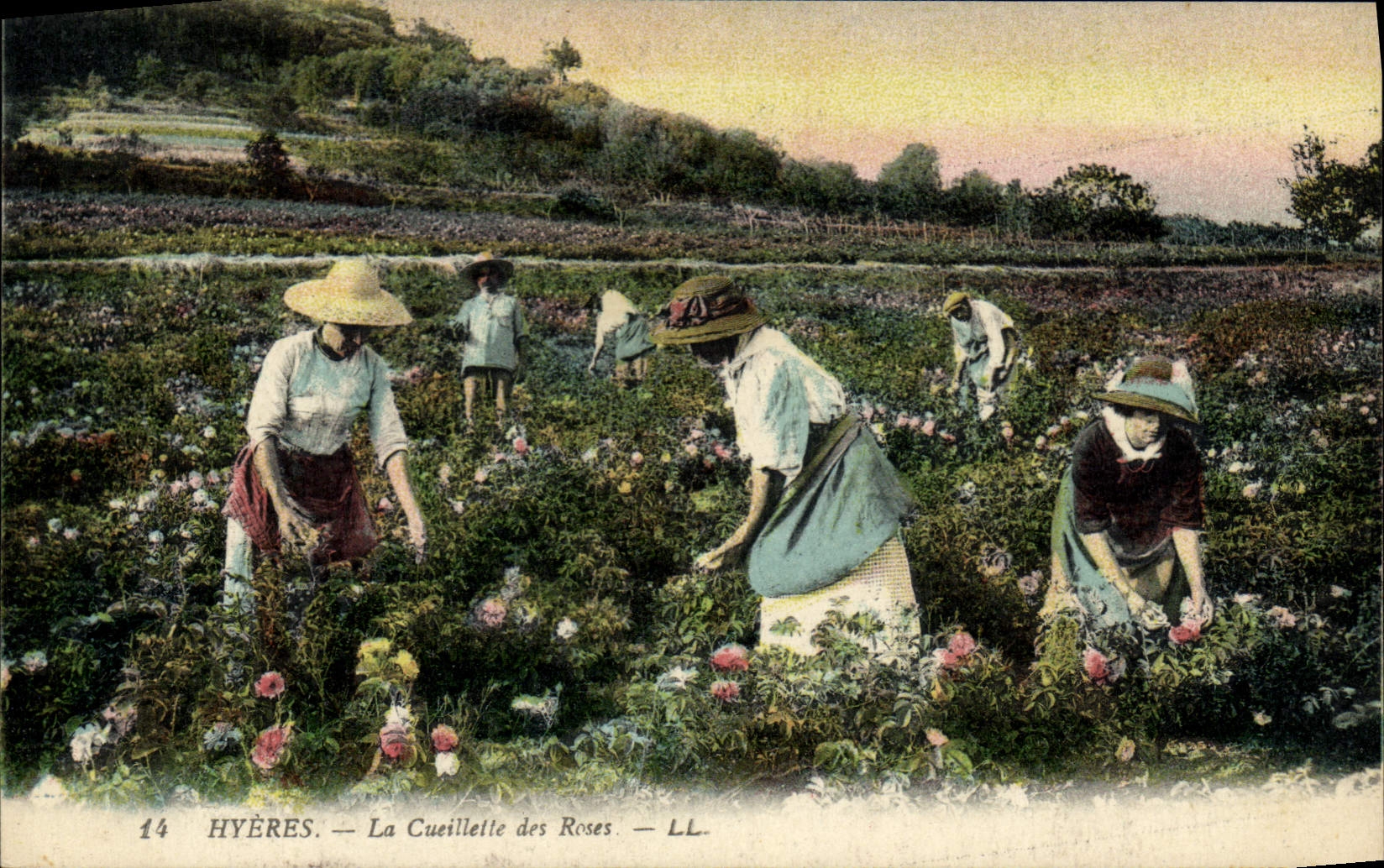 CPA Cueillette des roses Cote d'Azur