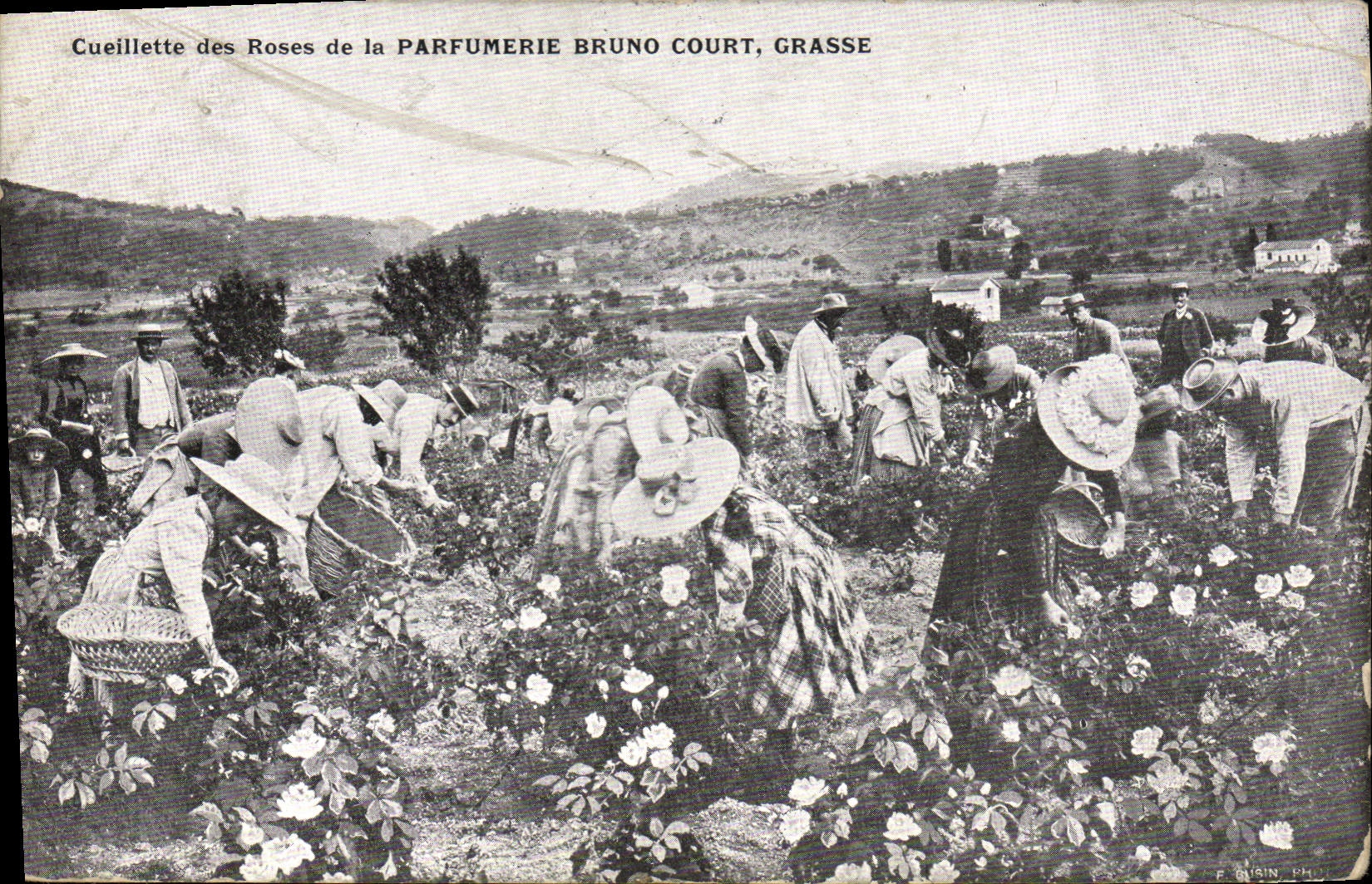 CPA Cueillette des roses de la Parfumerie Bruno Court Grasse