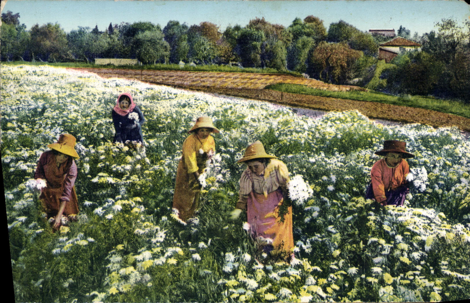 CPA Cueillette des marguerites Cote d'Azur