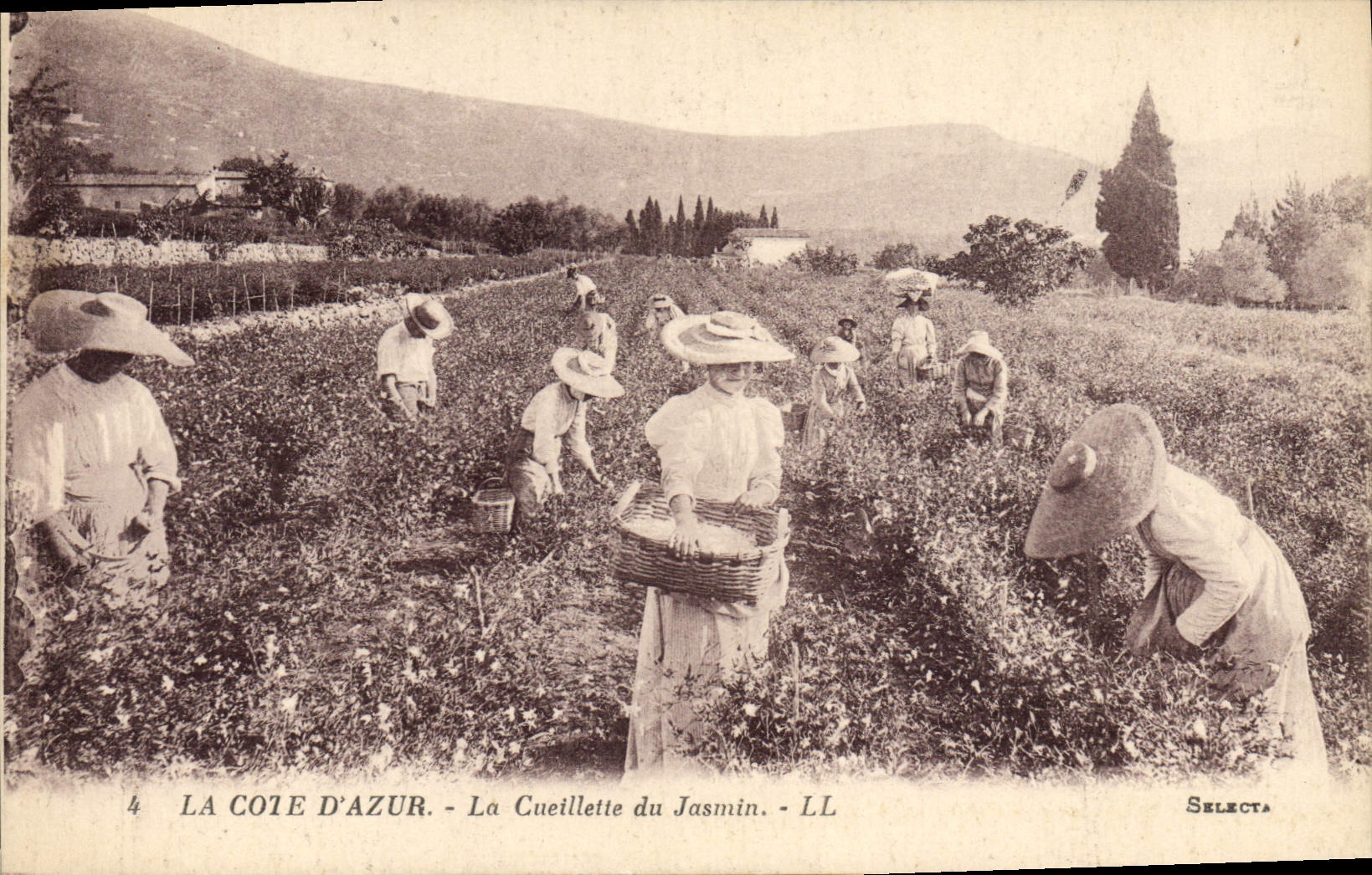 CPA Cueillette du jasmin Cote d'Azur