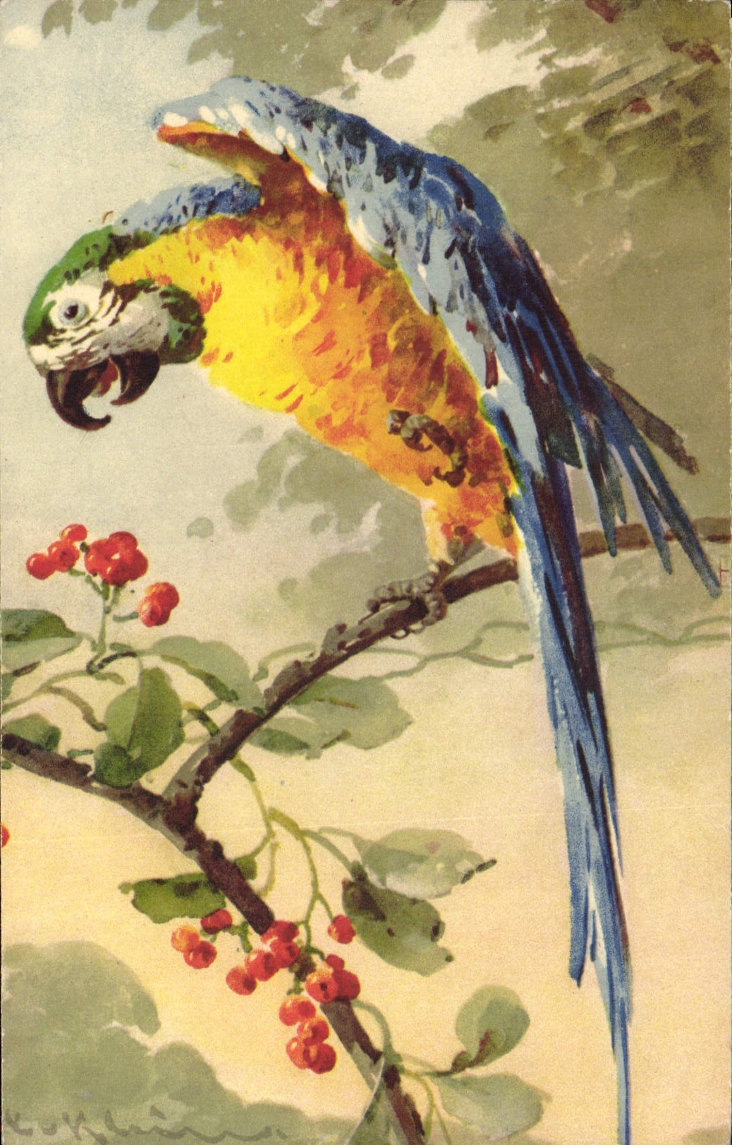 Vintage Postcard Fantasy Illustrator Flowers Parrot
