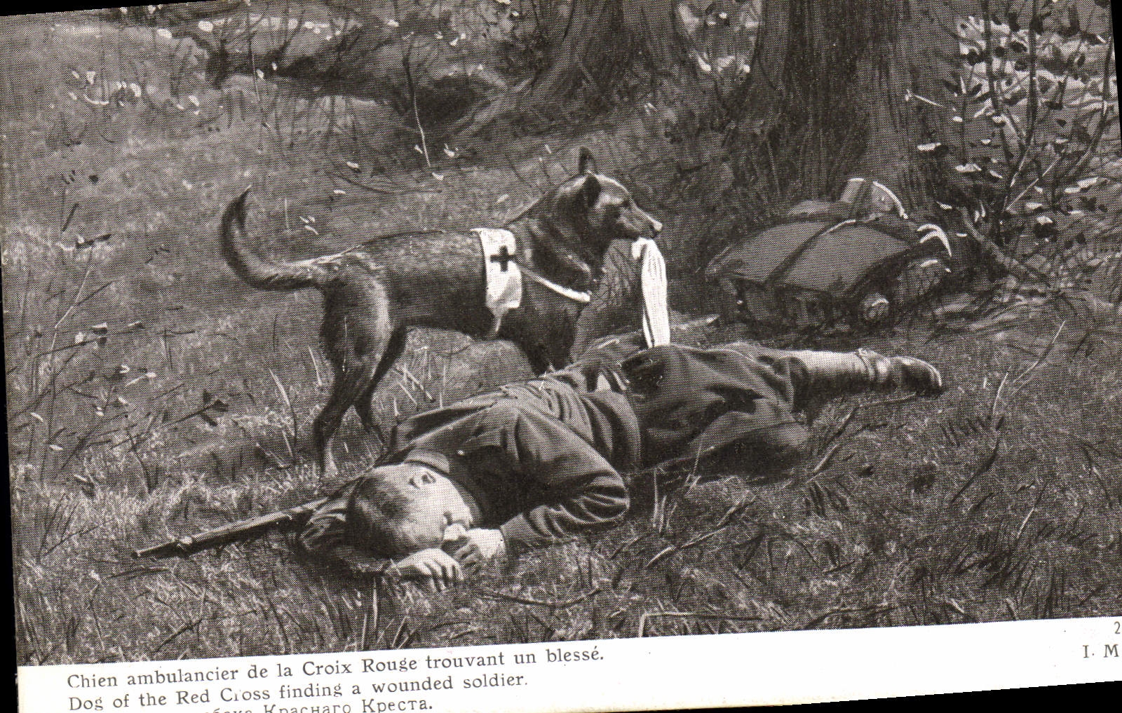 Vintage Postcard Chien ambulance man of the Red Cross finding one wounds Militaria Chiens