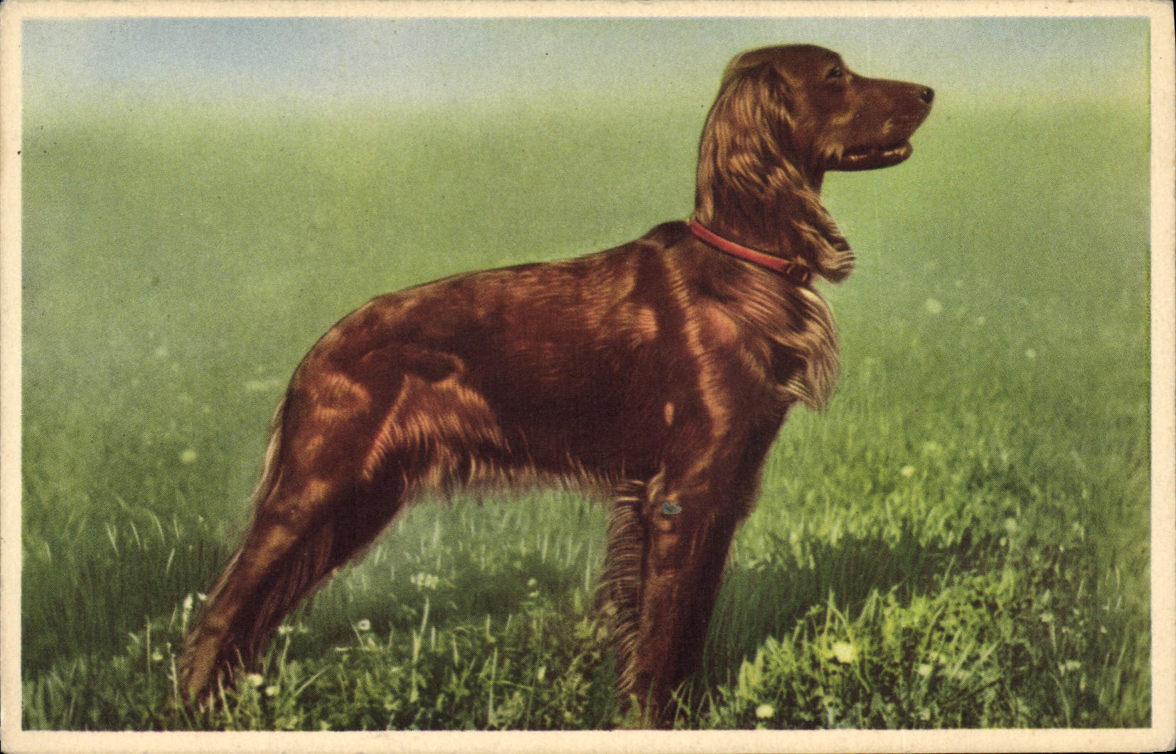 CPA Chien Chiens 