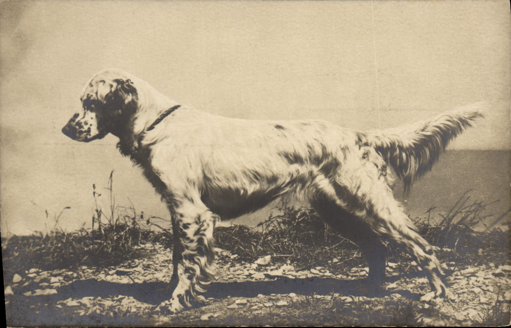 CPA Chien Chiens 