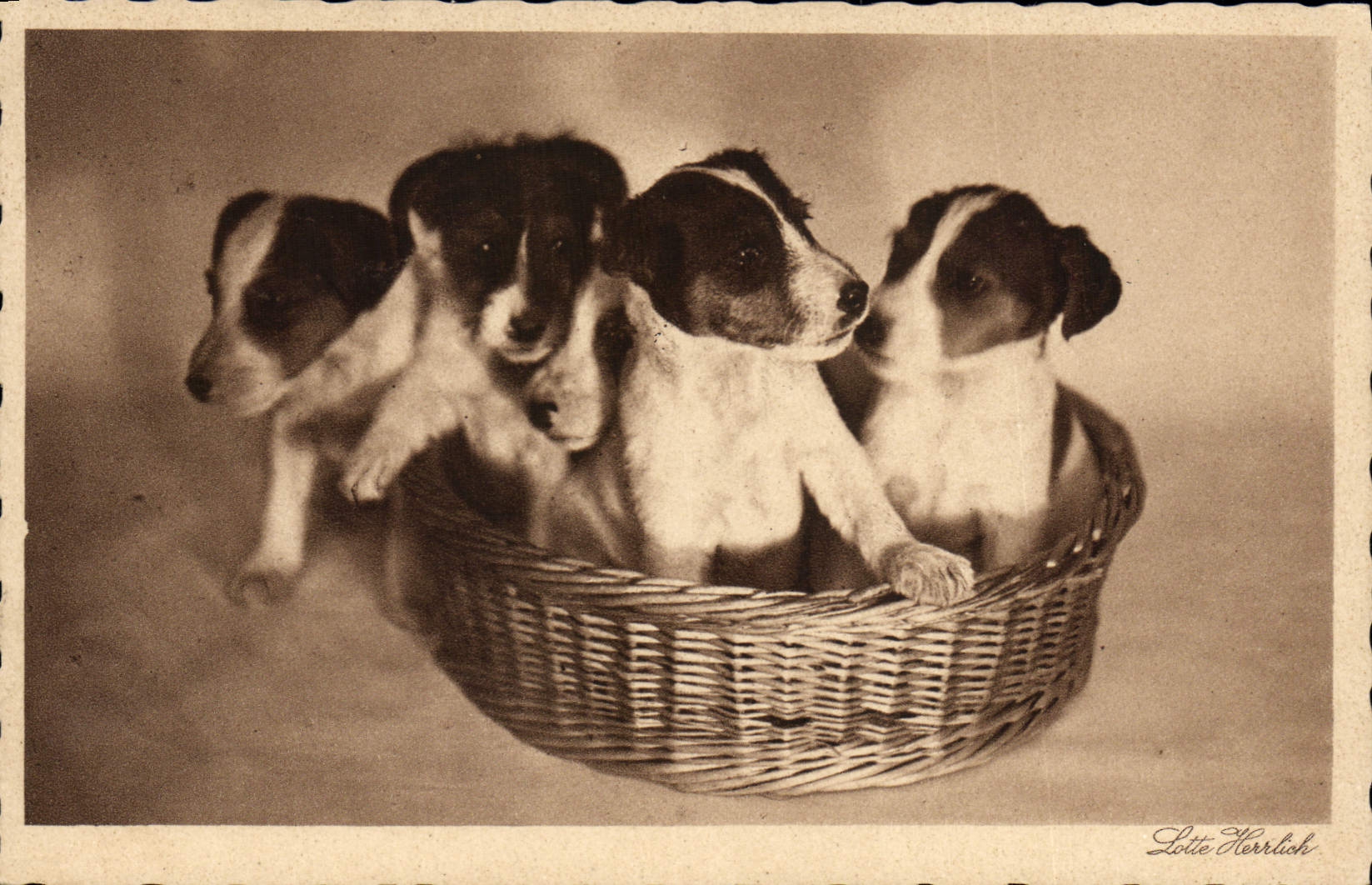 CPA Chien Chiens 